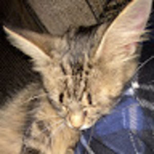 Meet your Posher, Carlee